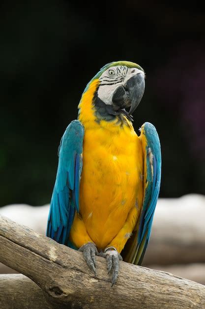 Premium Photo | Macaws parrots