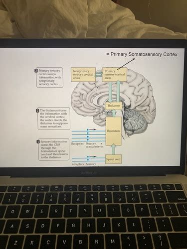 Brain Behavior Exam Flashcards Quizlet