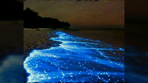 Bioluminescent Bay Puerto Rico Natural Wonders Bioluminescent Bay