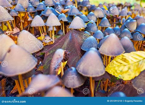 Close Up Of Psilocybe Semilanceata Mushrooms In Forest Stock Photo