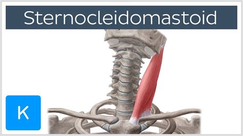 Sternocleidomastoid Muscle: Function & Anatomy - Human Body | Kenhub ...