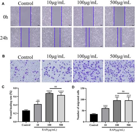 Rap Promoted Ec Migration A Scratch Wound Migration Assay In Vitro Download Scientific