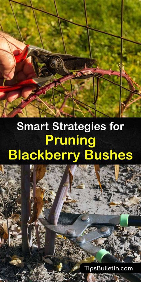 How To Grow Blackberries Tips For Planting Growing Complete Guide Artofit