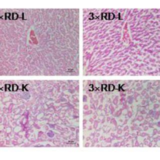 Histopathological Analysis Of Organs In The Control C And Three