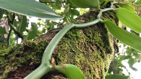 Edible Vines For The Tropical Garden Homesteadinʻ Hawaiʻi