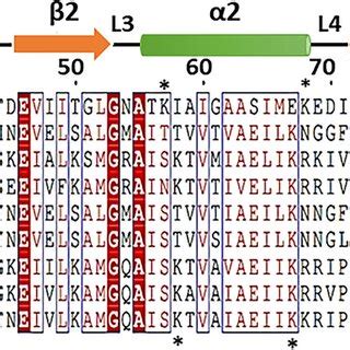 Multiple Sequence Alignment Of The Tomato Alba Proteins The Protein