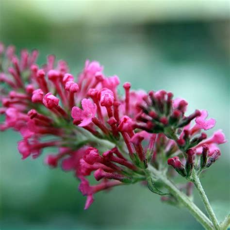 Arbre Aux Papillons Pink Delight Buddleja Davidii Fleur David J