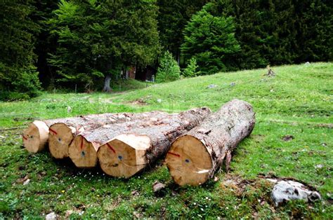 Freshly Cut Tree Logs Lined Up At The Edge Of Stock Photo Colourbox