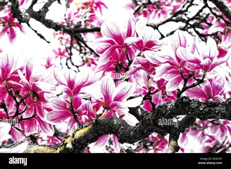 Beauty Old Magnolia Tree Stock Photo Alamy