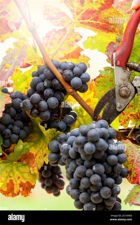 Grape harvesting in a vineyard Stock Photo - Alamy