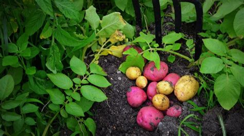 How To Plant Grow Harvest Potatoes Organically From Start To Finish