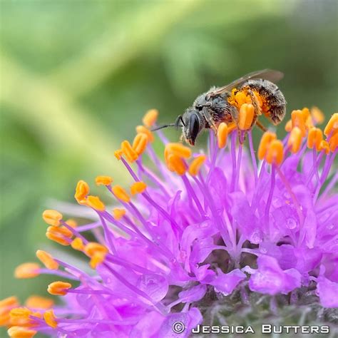 How To Start Caring About Pollinators A Guide For Iowans Prairie