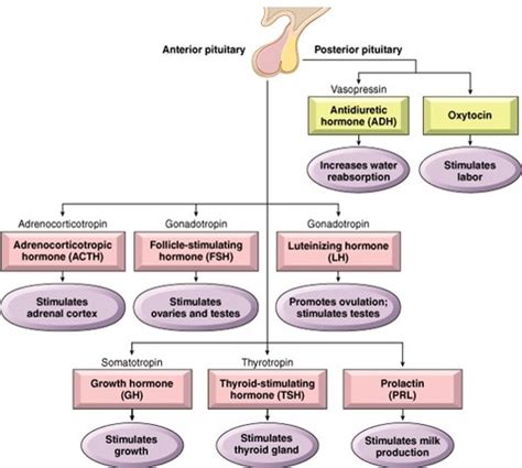 10 CH 18 ENDOCRINE SYSTEM Flashcards Quizlet