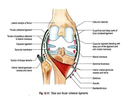 Anatomy of knee joint | PPT