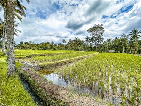 Desa Mancingan Rice Field In Gianyar Regency Bali Indonesia Stock