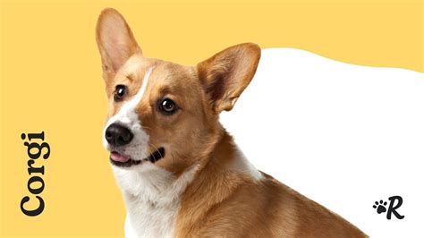 Corgi Grooming: The Essential Guide with Pictures of Haircut Styles