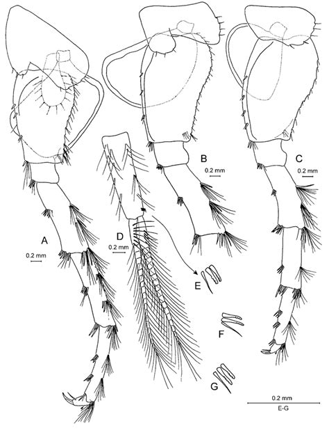 Adaugammarus Pilosus Gen Et Sp Nov Holotype ♀ 135 Mm Download Scientific Diagram