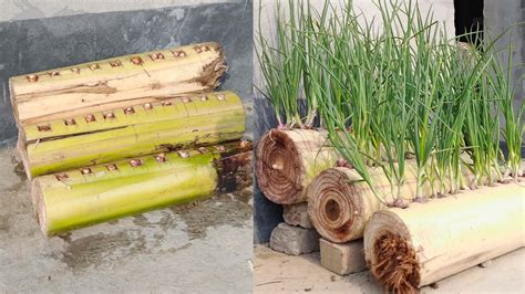 Idea Of Growing Onions On A Banana Tree Without Using Soil Growing