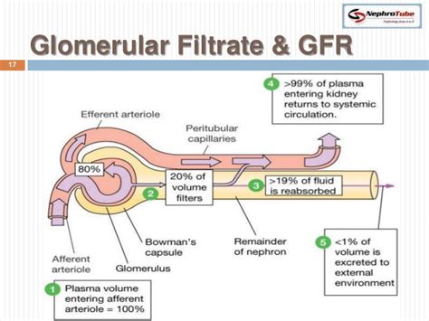 Glomerular Structure