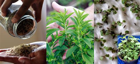 Cómo plantar y cultivar tu propia planta de Stevia y cómo utilizarla