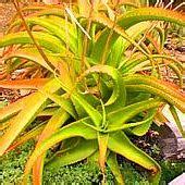 Aloe Vanbalenii Van Balen S Aloe 5 Seed Pack Online Seed Store