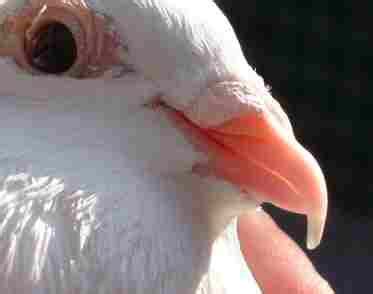 Beak Problems – Pigeon And Dove Rescue UK