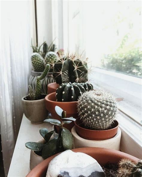 #aesthetic #breath #plants #background #cactus #tumblr #follow #heart https://weheartit.com ...