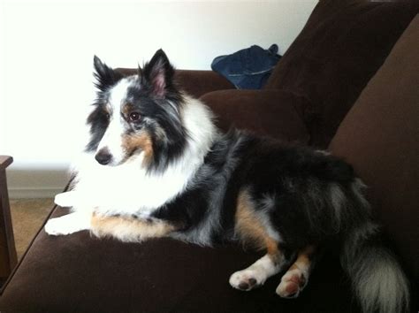 Pin on Sheltie, Sheltie