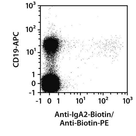 Iga Antibody Anti Human Reafinity Miltenyi Biotec Usa