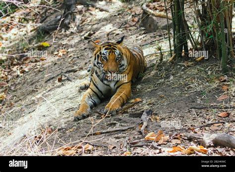 Tiger at a forest in Madhya Pradesh in India Stock Photo - Alamy