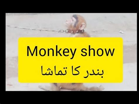 Best Monkey Dance Bandar Ka Khel Bandar Ka Tamasha Monkey Funny