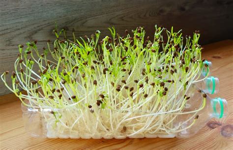 Water Spinach Hydroponic Microgreens Grown As Houseplant Being Watered