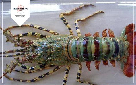 Are You Curious About How Lobster Eyes Work? | Fishermen's Net