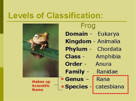 I Levels Of Classification Biologist Classify Organisms Based