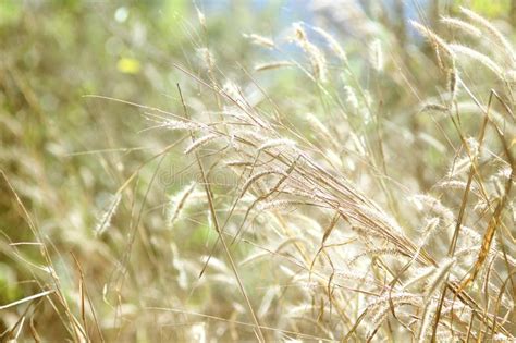 Nature Straws Grass Bright Sunny Background Stock Image Image Of