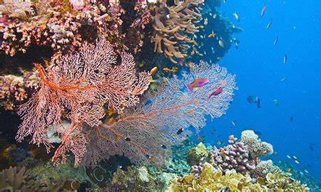 reef trust water quality achievements report released dcceew