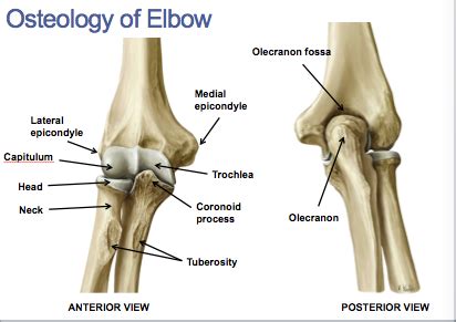 Elbow Forearm Flashcards Quizlet