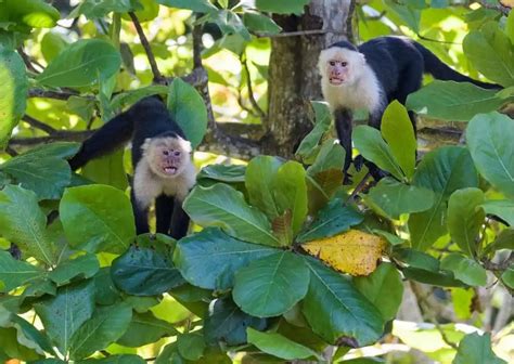 Capuchin Monkey Behavior - AnimalBehaviorCorner