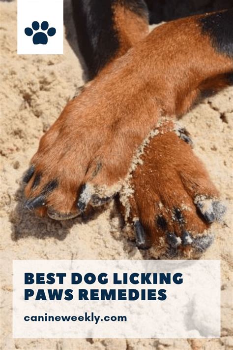 Yeast Infection On Dog Paws Are There Any Home Remedies Dog Paw