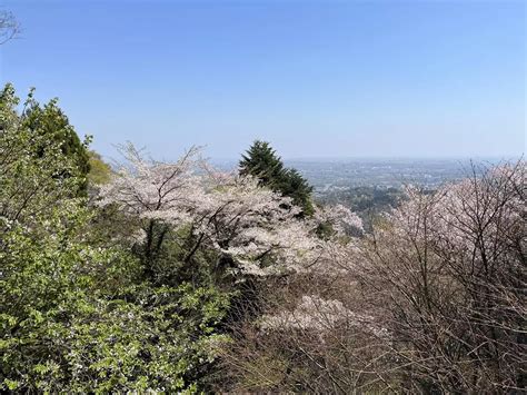 新緑の高尾山🌿 まりこさんの高尾山・陣馬山・景信山の活動データ Yamap ヤマップ