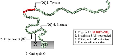 Frontiers Biased Signaling Of Protease Activated Receptors