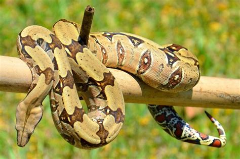 Grandes Serpentes Não Venenosas - 8