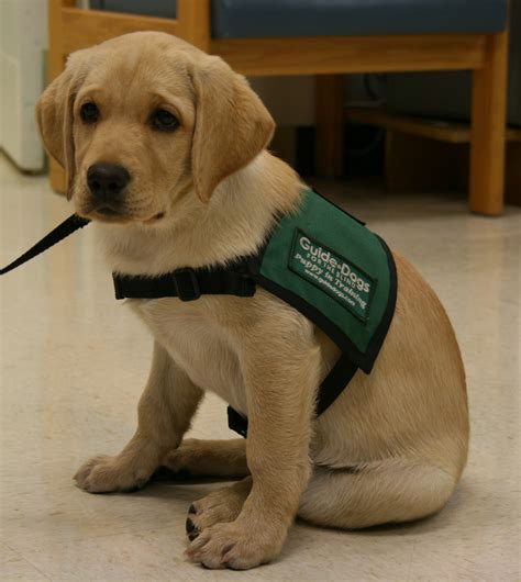 Western Blind Rehabilitation Center Wbrc Welcomes New Guide Dog Puppy