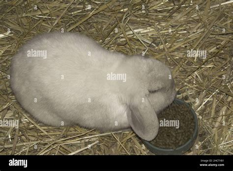 LOP EARED RABBIT Stock Photo - Alamy