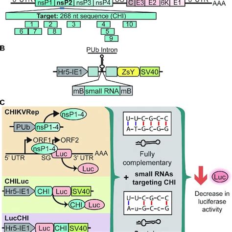 Experimental Designs A Schematic Of The Chikv Genome And The