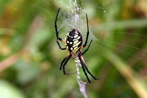 Meet 4 Of The 5 Biggest Spiders In Iowa Az Animals