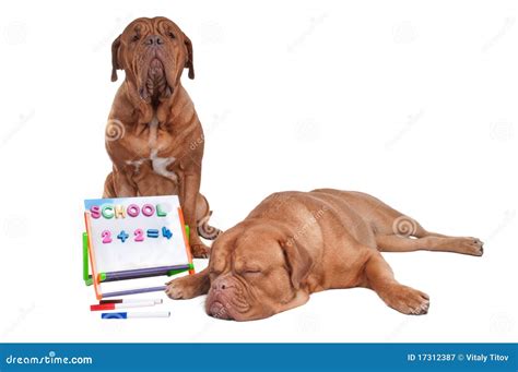 Dog teaching math stock image. Image of education, ideas - 17312387