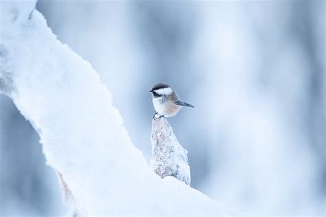 Wildlife in Finland :: Behance