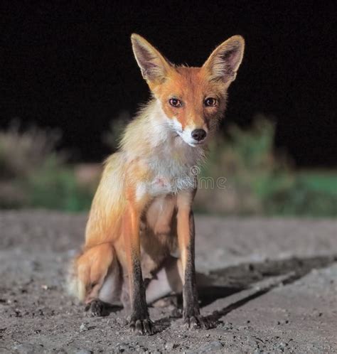 Red Fox Comes To The City At Night Stock Photo Image Of Night Mammal