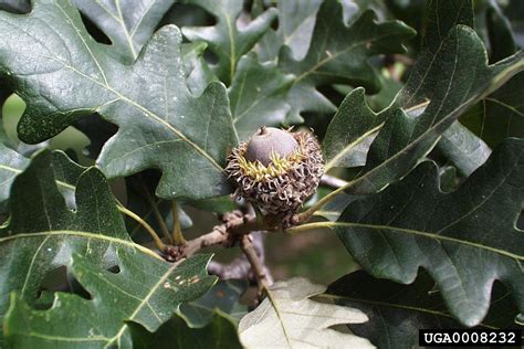 Bur Oak Quercus Macrocarpa Fagales Fagaceae 0008232